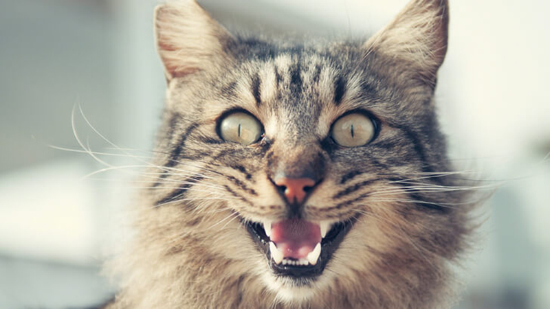 Is your cat laughing at you?